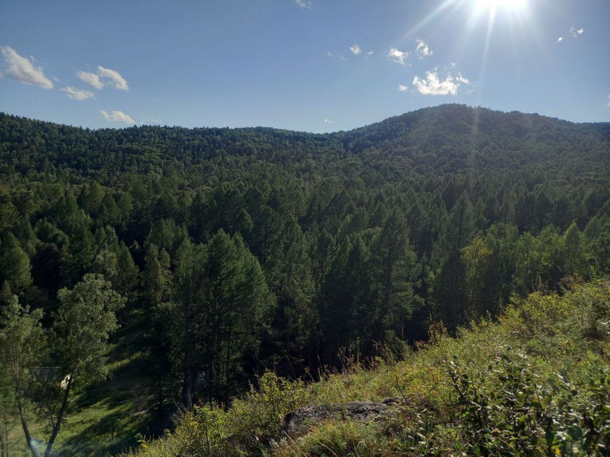 les torgi