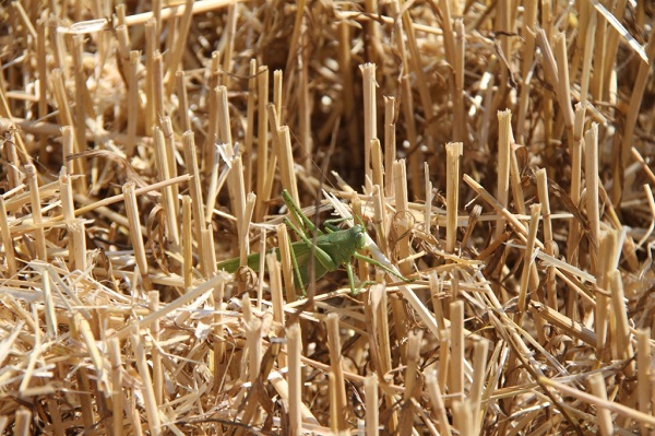 saranha