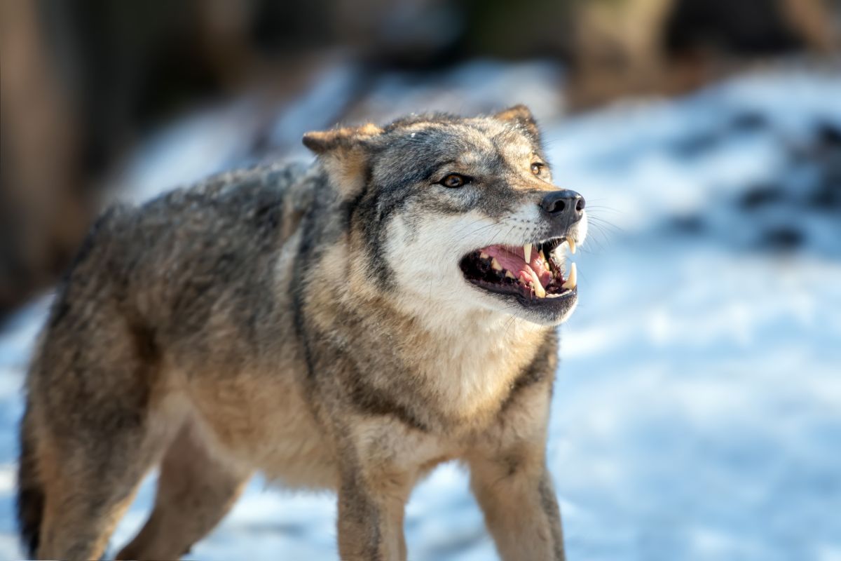 Источник изображения: freepik.com wolf
