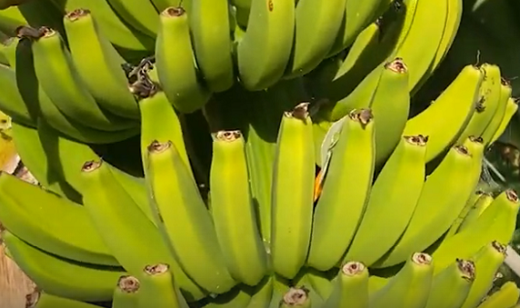 banan zel