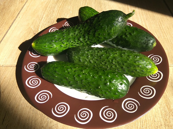 ogyrzi