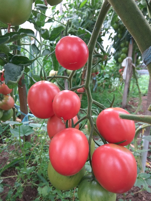 pomidor