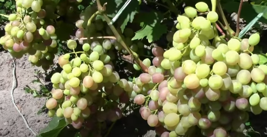 vinograd